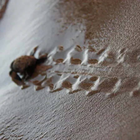 בית נופש Minies Minia